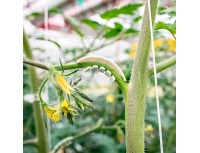 Кистедержатель Opti Flex Paskal для томата 6мм, прозрачный