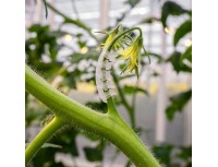 Кистедержатель Opti Flex Paskal для томата 6мм, прозрачный