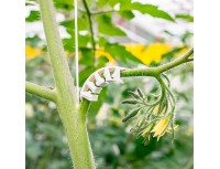 Кистедержатель Opti Flex Paskal для томата 6мм, прозрачный