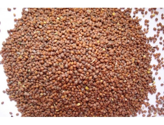 Редька масличная семена (сидераты), 1кг