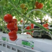 Брикеты прессованные из кокосового субстрата в матах Jiffy Growbag 100х20х10см