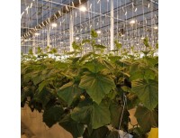 Катушка без шпагата для приспособления для приспускания, подвязывания овощей, типа Paskal