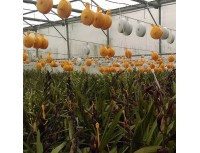 Поддержка для растений с выдвижным крюком