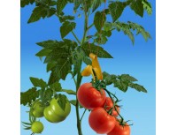 Подвес-поддержка для овощей, уп-ка 10шт